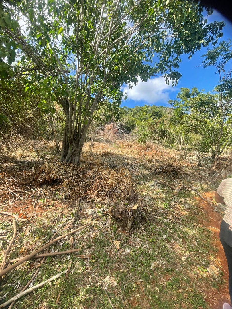 solares y terrenos - Terreno en Venta 12,161 Mts2 en Samaná  2