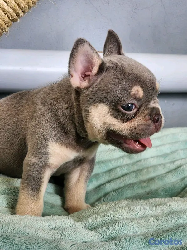 animales y mascotas - hermosos cachorritos buldog frances  5