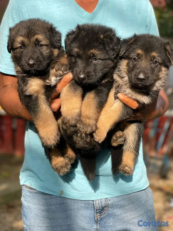 animales y mascotas - hermosos Cachorros pastor alemán  4