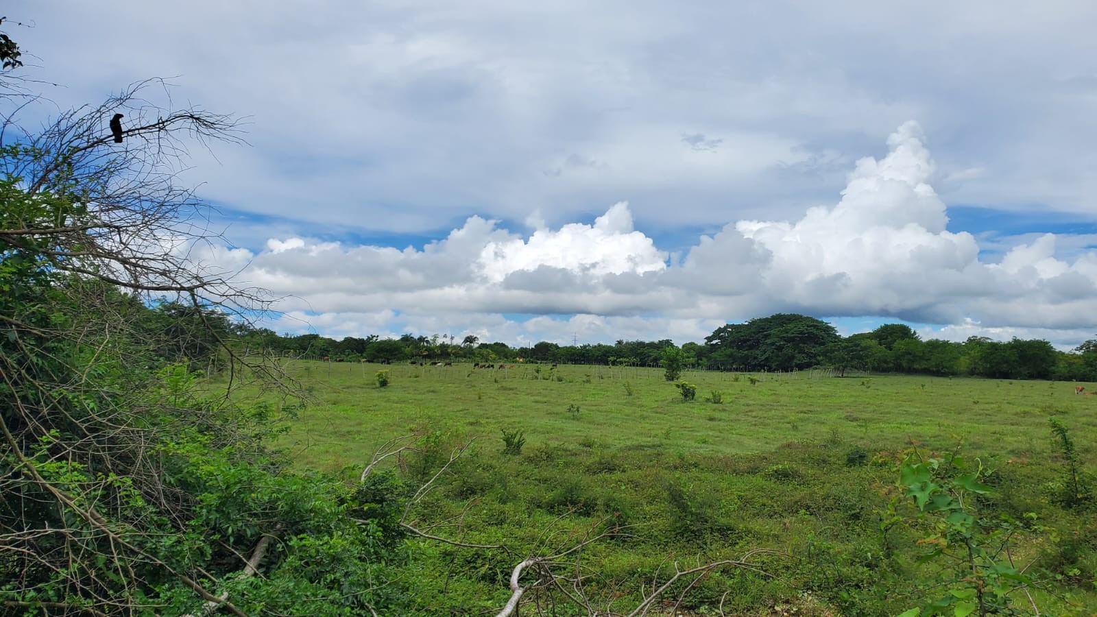 solares y terrenos - Finca en el Toro de Guerra 8