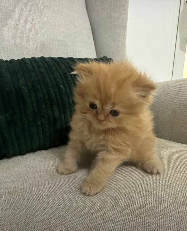 animales y mascotas - Gatos Persa Himalaya todos los colores hembras y machos. Cat, gatito, minino, pe
