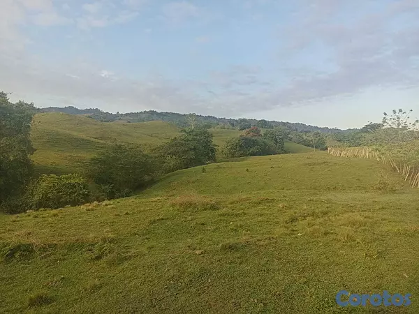 solares y terrenos - Finca Ganadera Oportunidad a 45 Minutos de ciudad 5