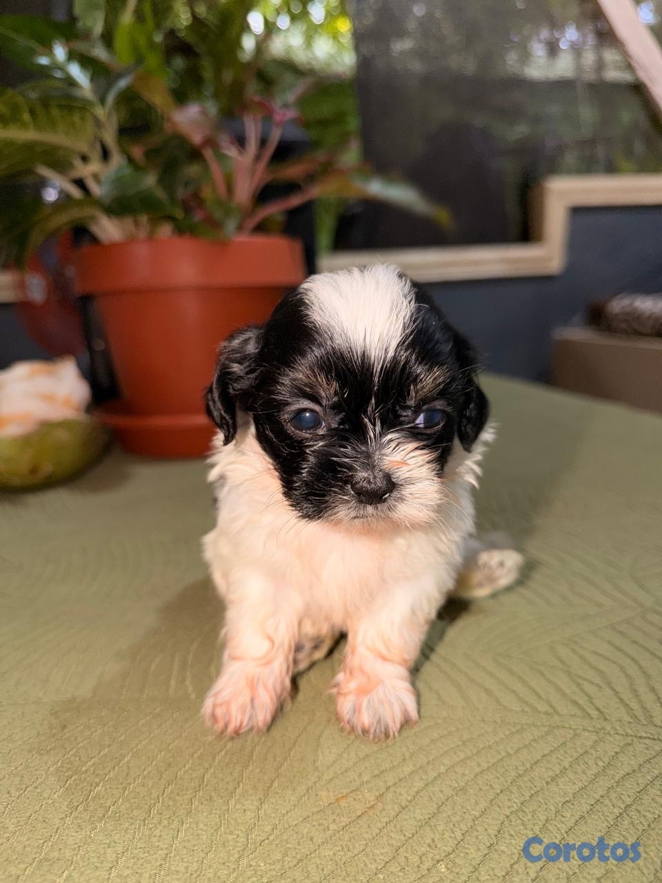 animales y mascotas - SHIPOOD MACHOS PARA APARTAR  2