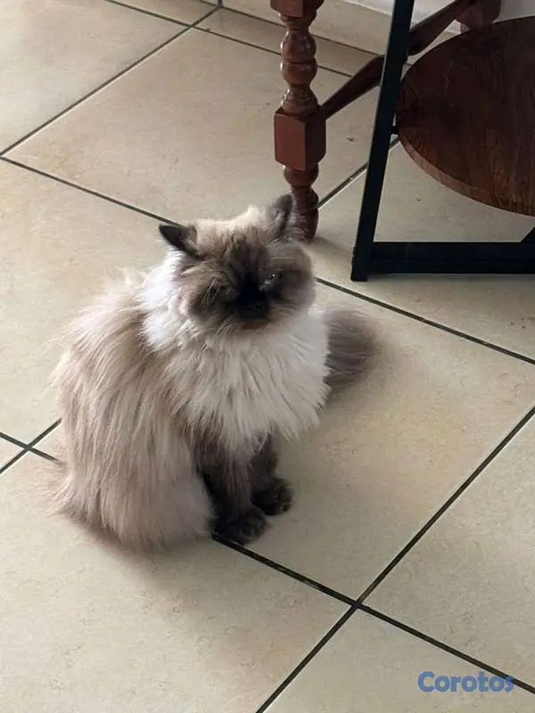 animales y mascotas - Gata Persa Todas sus vacunas al día. 3