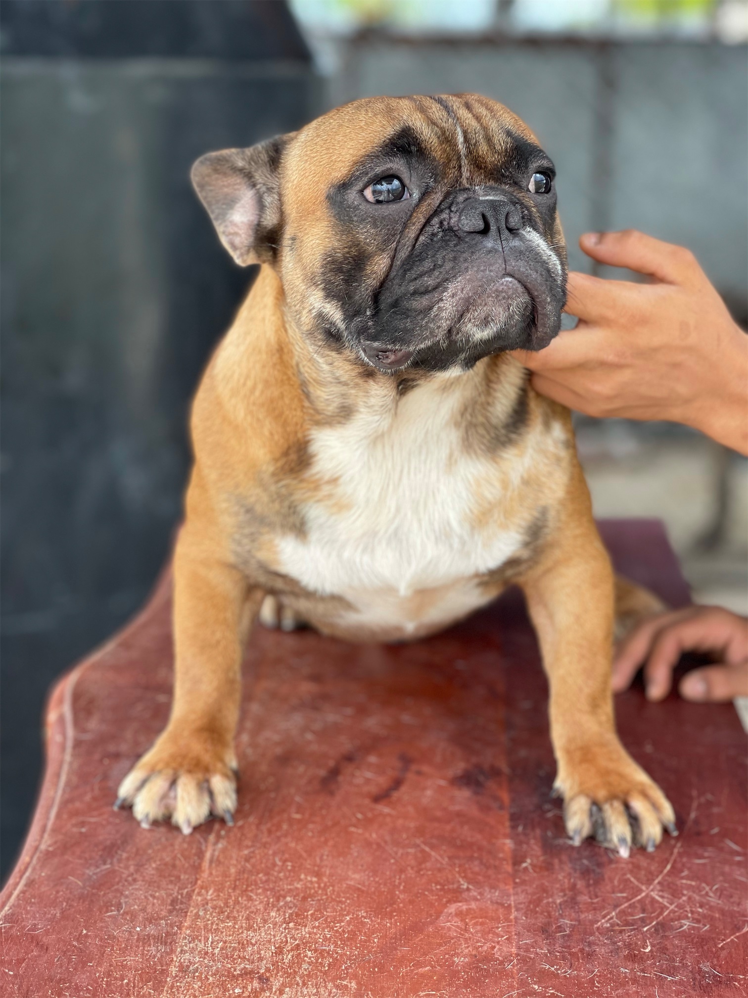animales y mascotas - Bulldog frances  dogo argentino  presa canario bulldog americano  Bully xl