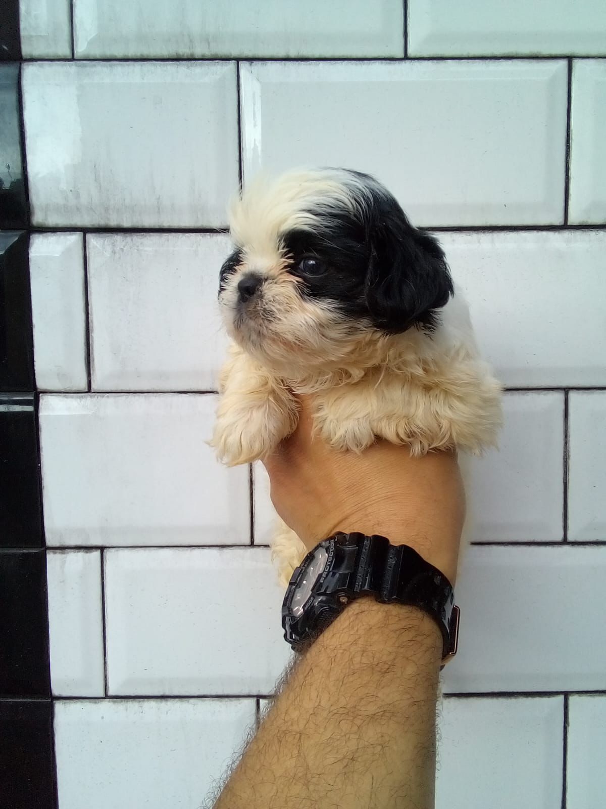 animales y mascotas - OFERTA CACHORRO SHIPOO MACHO EN SANTO DOMINGO Y SE