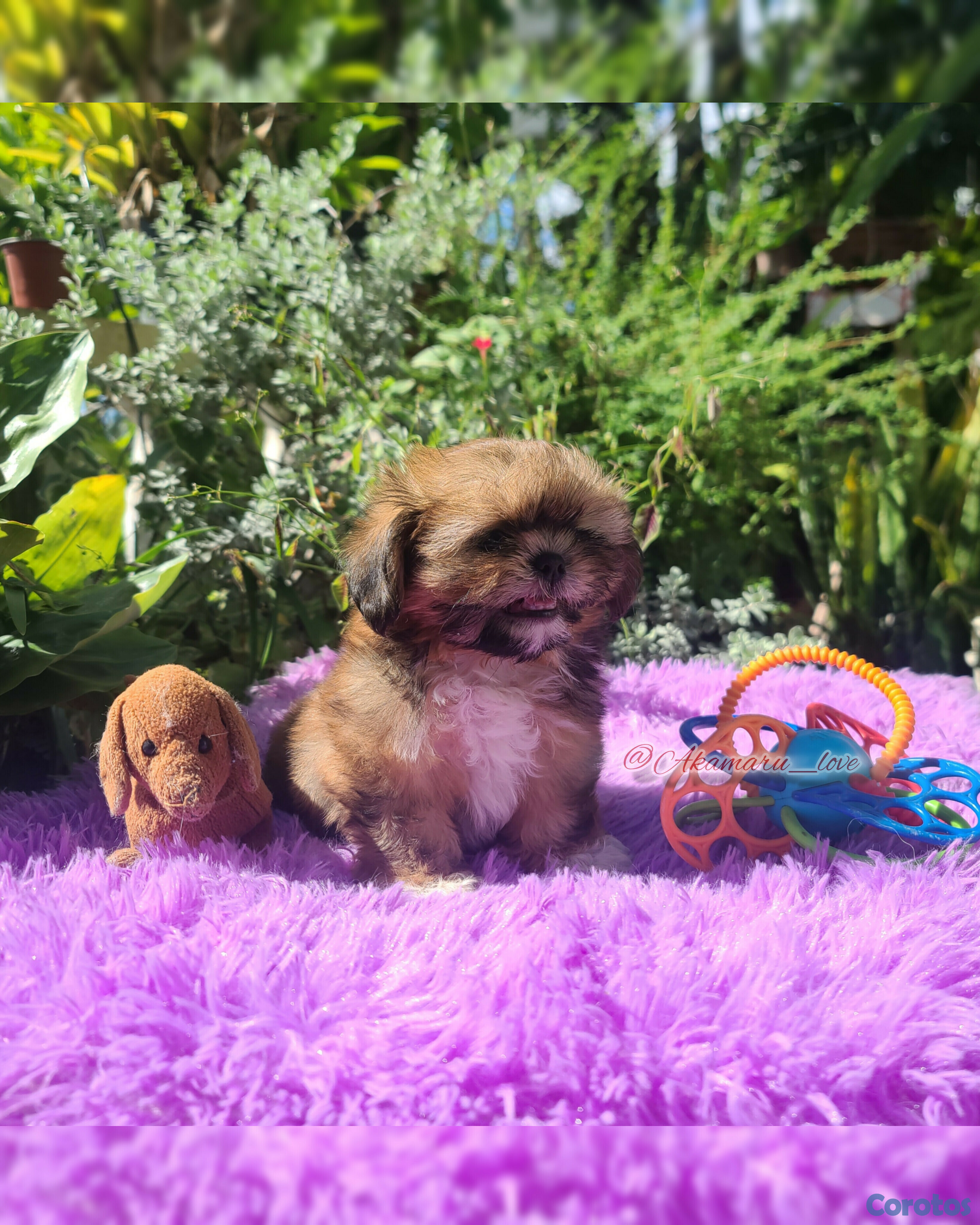 animales y mascotas - shih tzu hembra  3