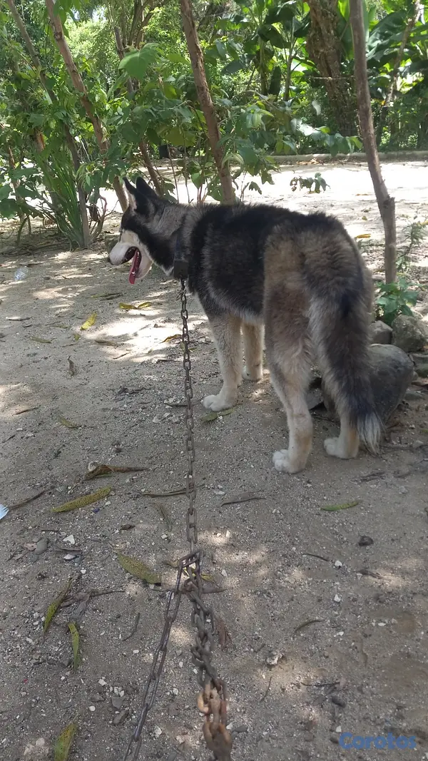 animales y mascotas - Husky  15 mil san cristobal  2