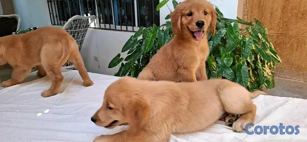 animales y mascotas - hermosos cachorritos de golden retrievee  2