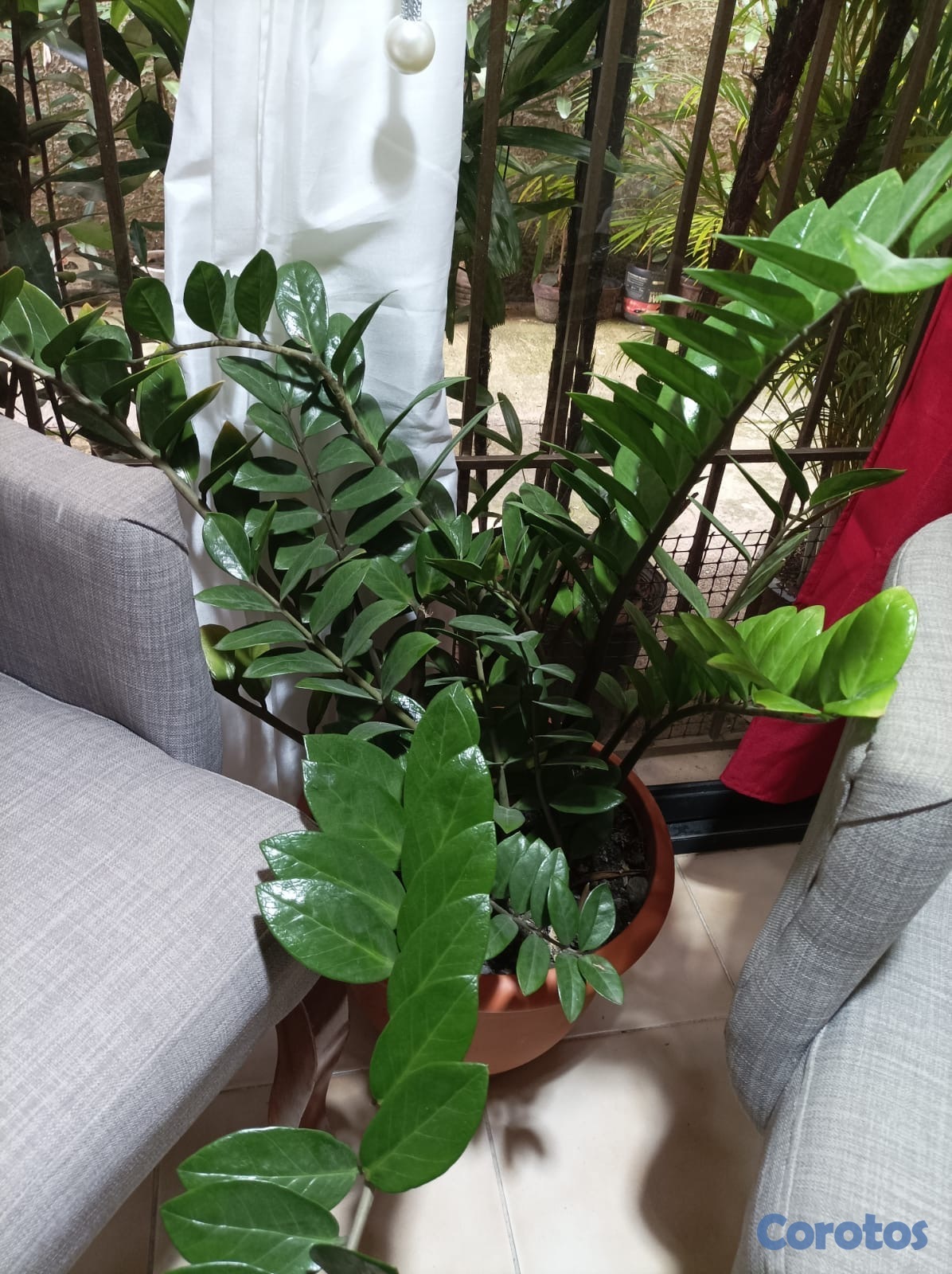 herramientas, jardines y exterior - Hermosas plantas naturales de exterior e interior  3