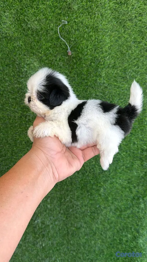 animales y mascotas - hermosos cachorritos de shitzu toy  2