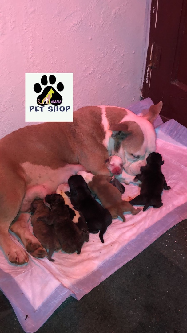 animales y mascotas - Cachorros American Bully Micro.
