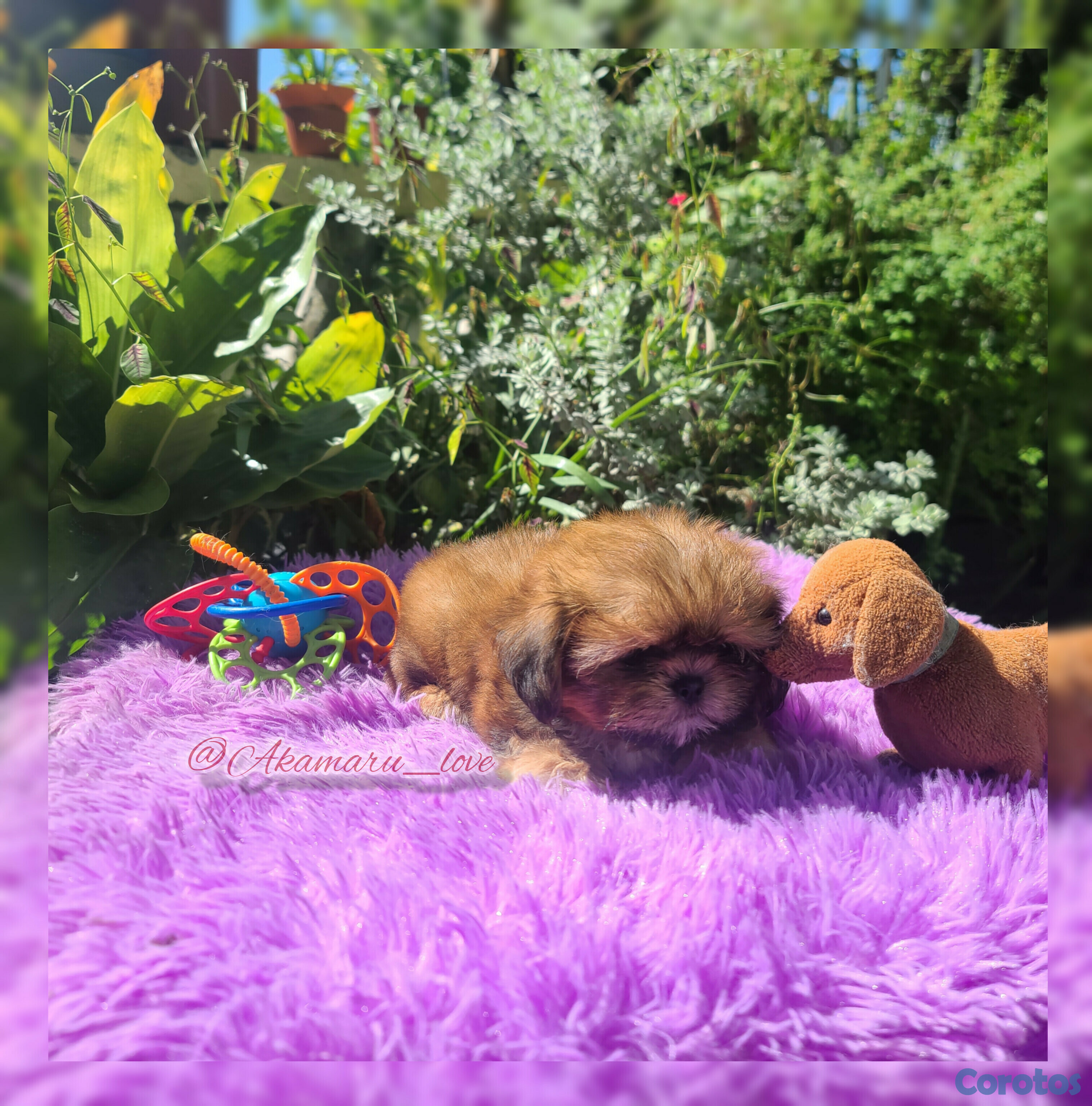 animales y mascotas - shih tzu hembra  4