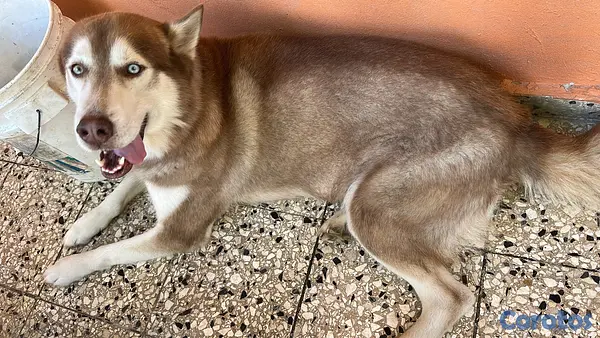 animales y mascotas - Husky Siberiano 6
