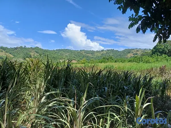 solares y terrenos - Venta de Finca en Gima, Fantino – Provincia Sánchez Ramírez 8