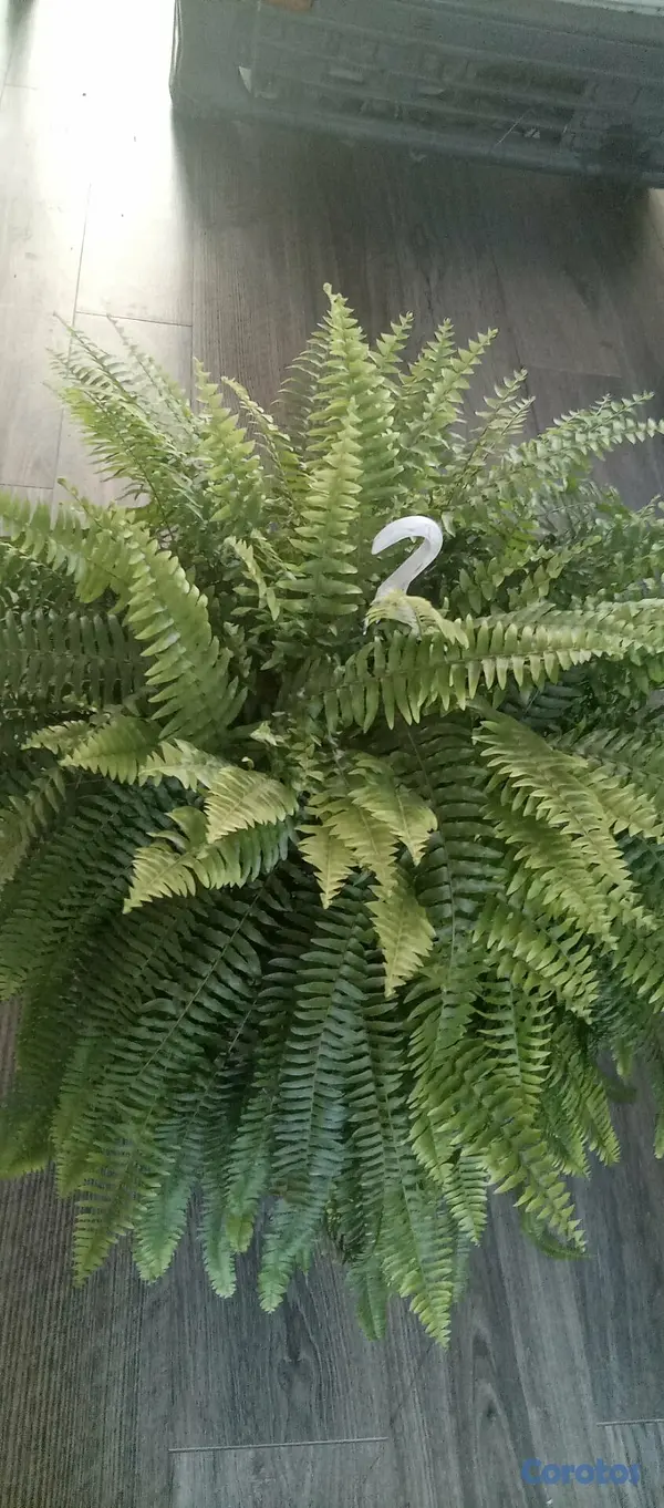 herramientas, jardines y exterior - Helechos Frondosos disponibles 😍 2
