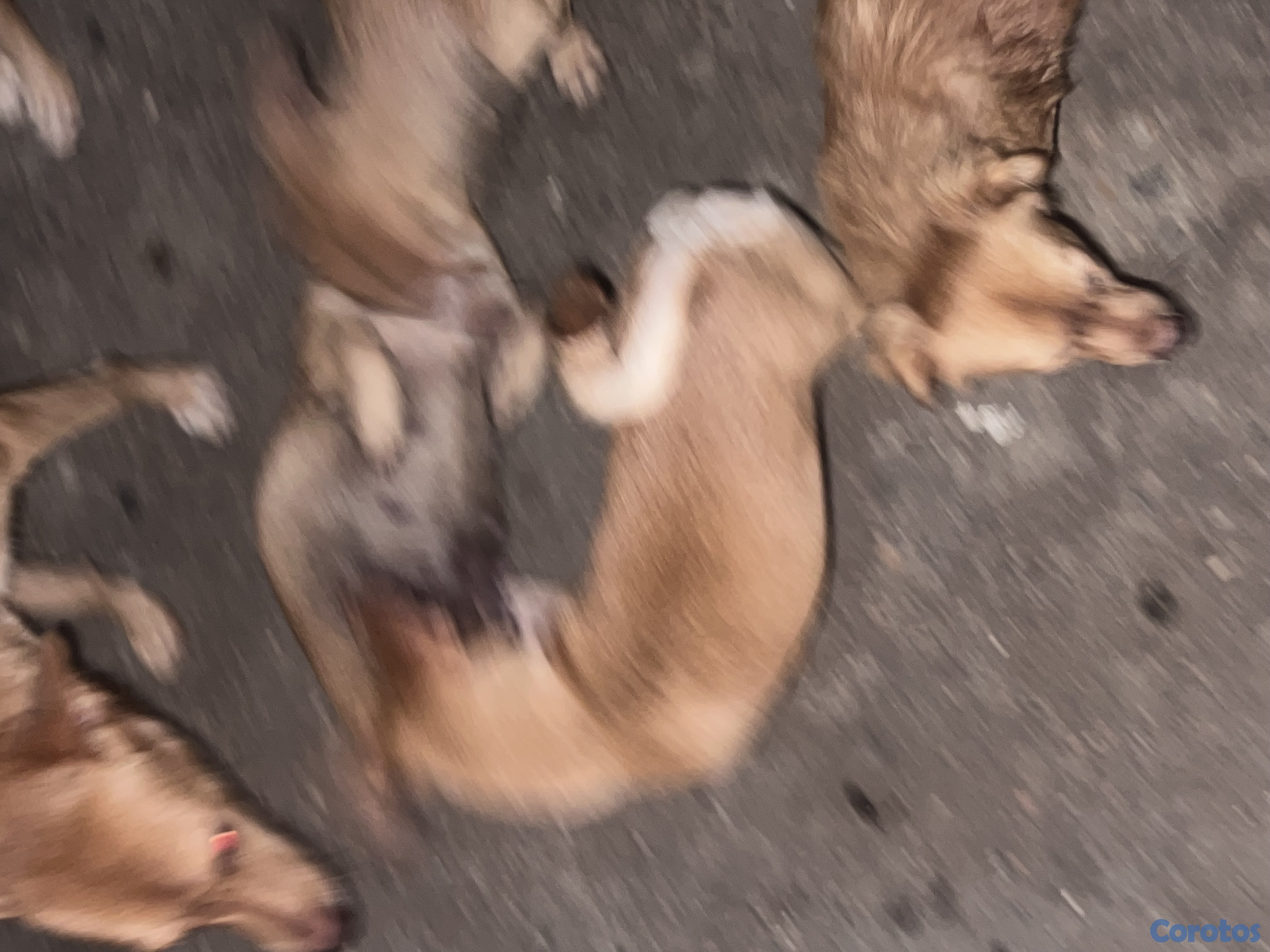 animales y mascotas - Chichigua  1