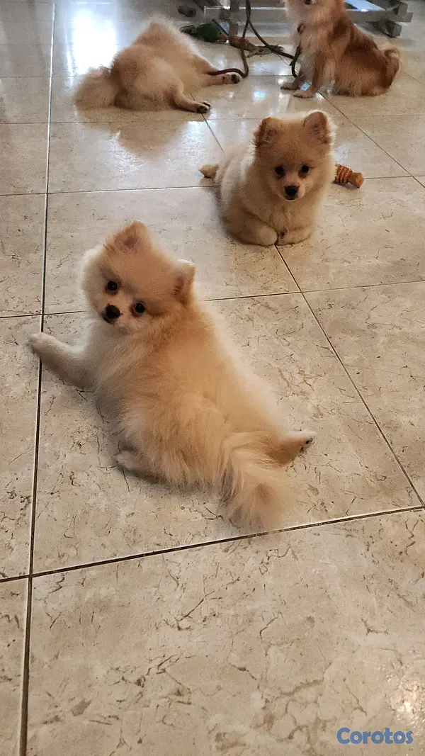 animales y mascotas - BEBÉ POMERANIA  2
