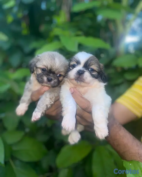animales y mascotas - Pekinés 4