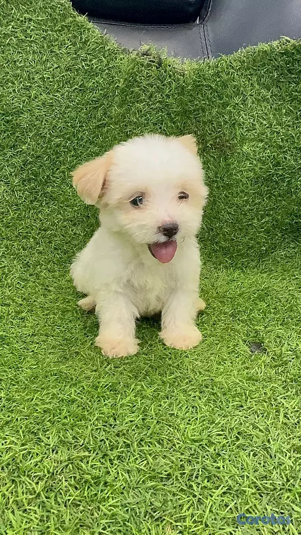 animales y mascotas - hermosos cachorritos de shipoo toy 5