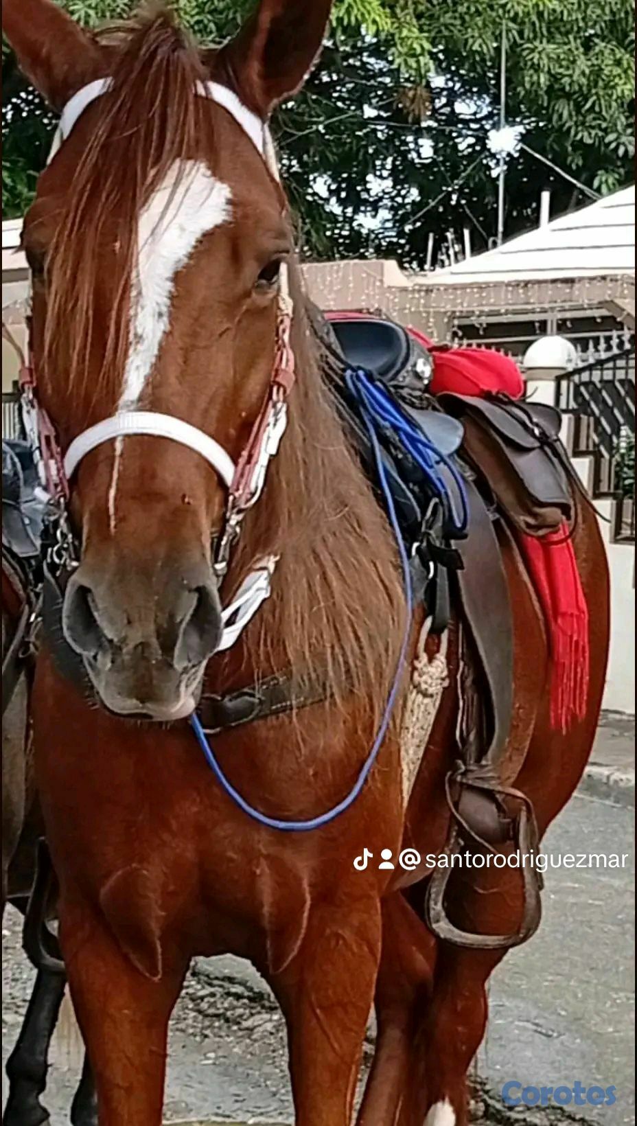 animales y mascotas - yegua joven higueya sin registro de padre registrado 2