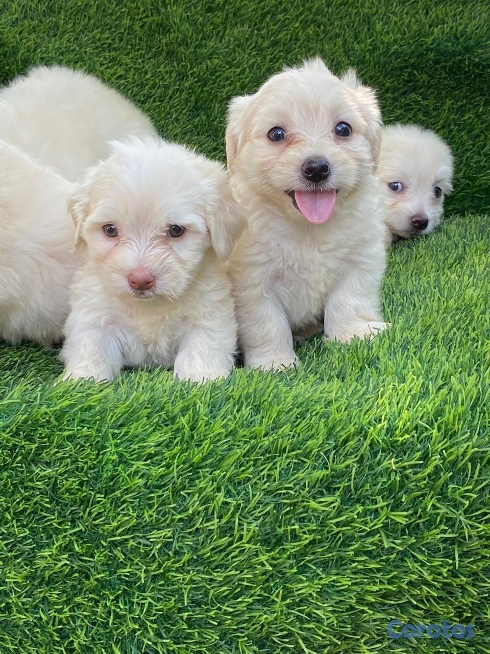 animales y mascotas - maltipoo 6