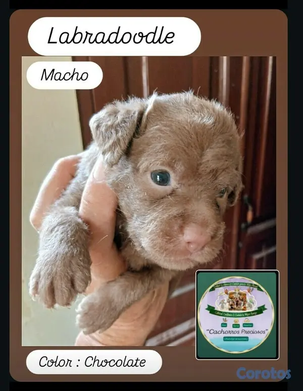 animales y mascotas - Labradoodle,Goldendoodle,Poodle,Golden Retriever,Labrador, Doodle de oportunidad 7