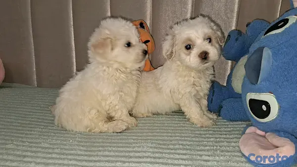 animales y mascotas - Hermosos cachorritos de maltipo mini 3