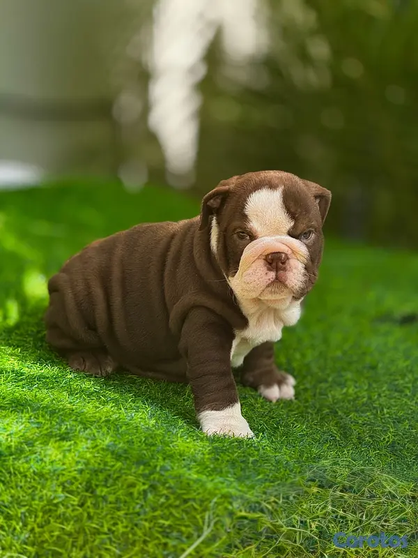 animales y mascotas - bulldog inglés  5