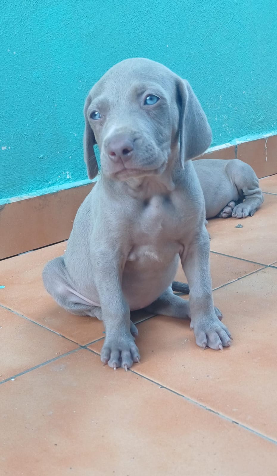 animales y mascotas - Braco de weimar