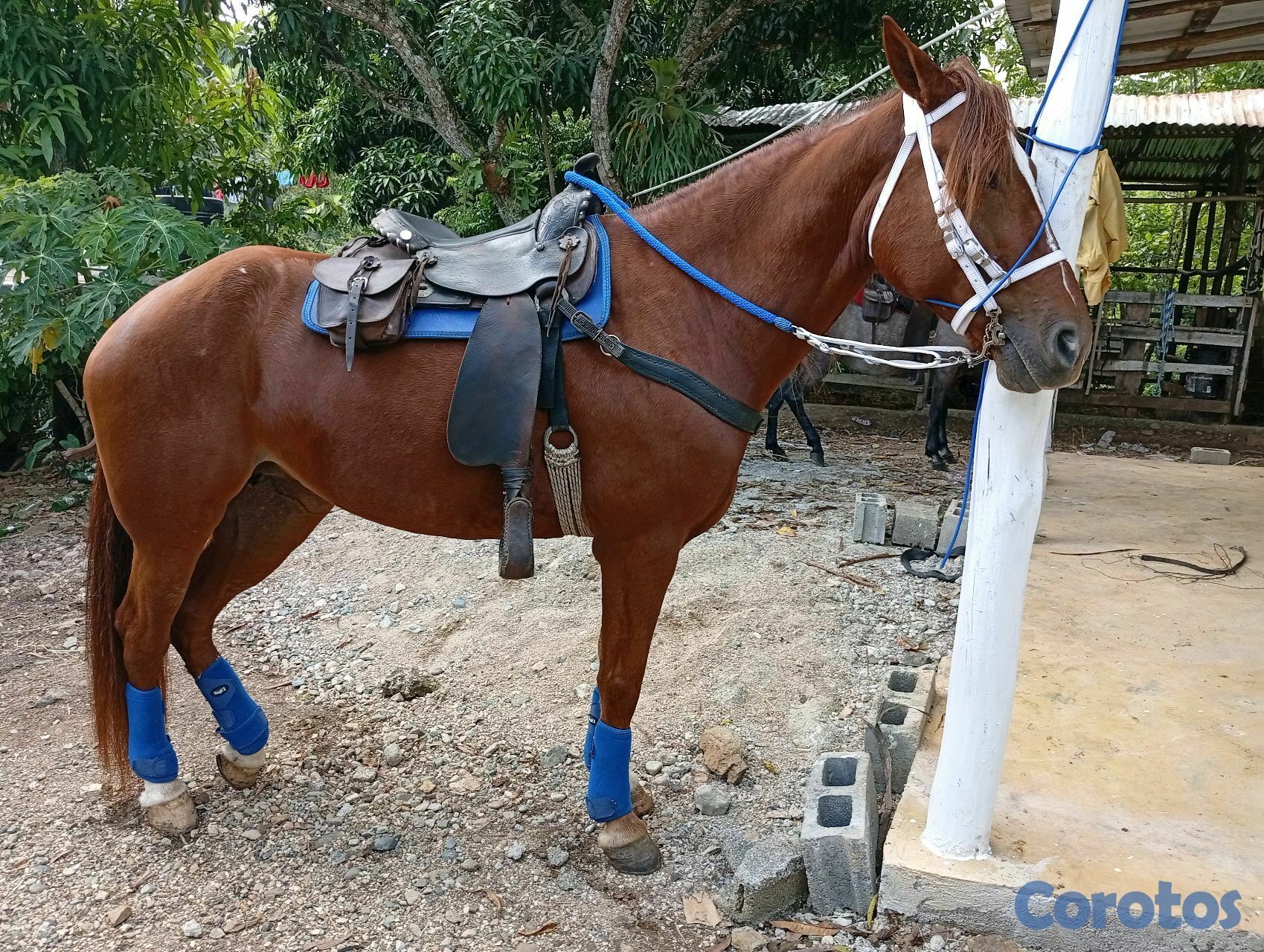 animales y mascotas - yegua joven higueya sin registro de padre registrado 3