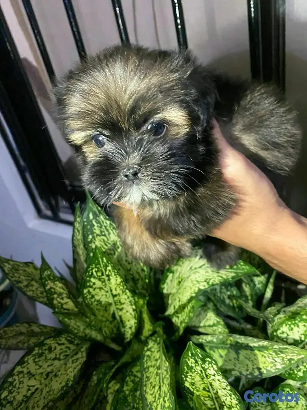 animales y mascotas - Hermosos cachorritos de shipoo toy  5