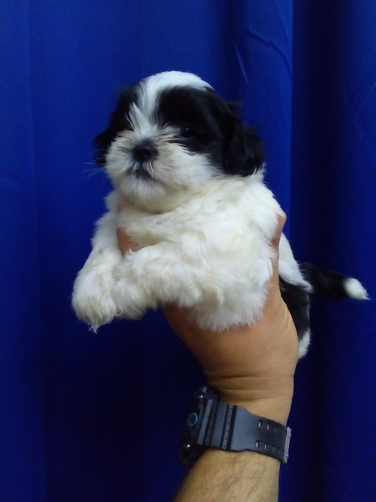animales y mascotas - OFERTA CACHORRO SHIPOO MACHO EN SANTO DOMINGO Y VA