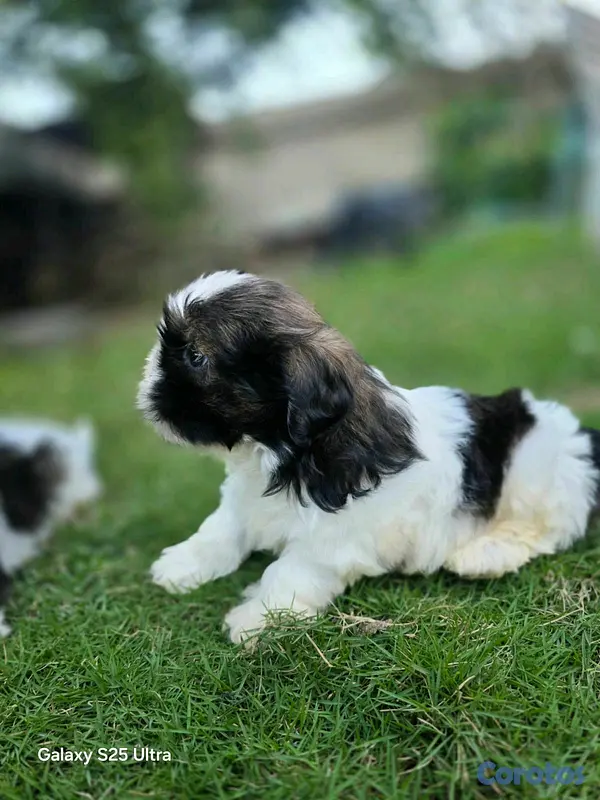animales y mascotas - hermosos cachorritos shitzu  6
