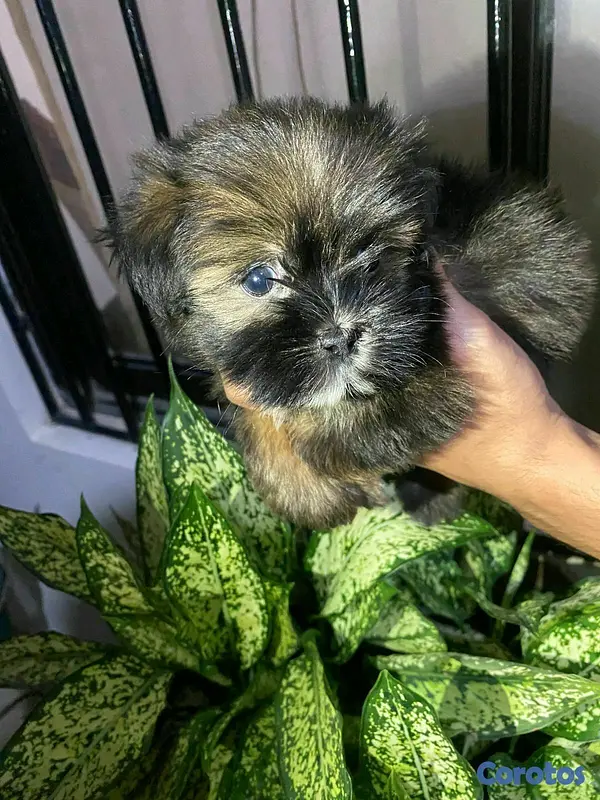 animales y mascotas - Hermosos cachorritos de shipoo toy  4