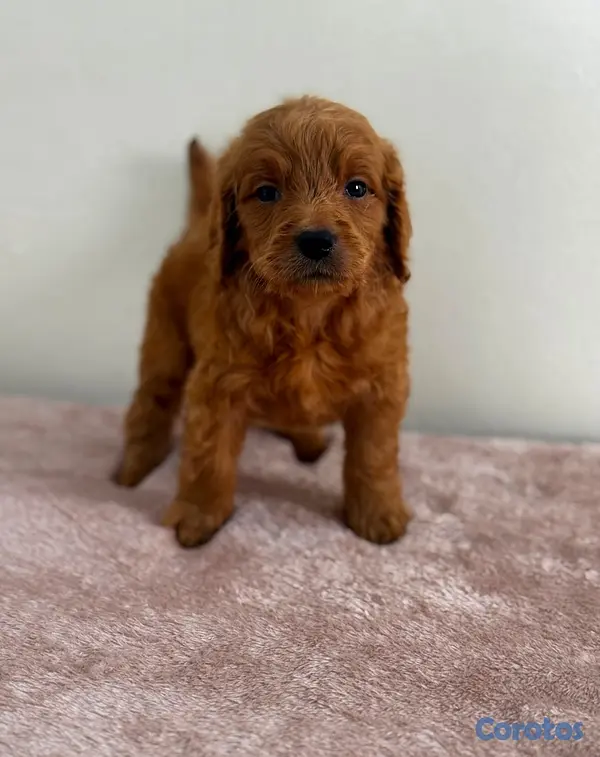animales y mascotas - Goldendoodle 2