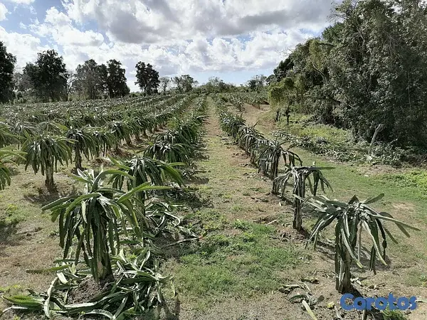 otros inmuebles - Finca en Venta Ubicada en San Pedro de Macorís Macoris 7