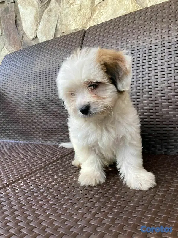 animales y mascotas - hermosos cachorritos de shipoo 6