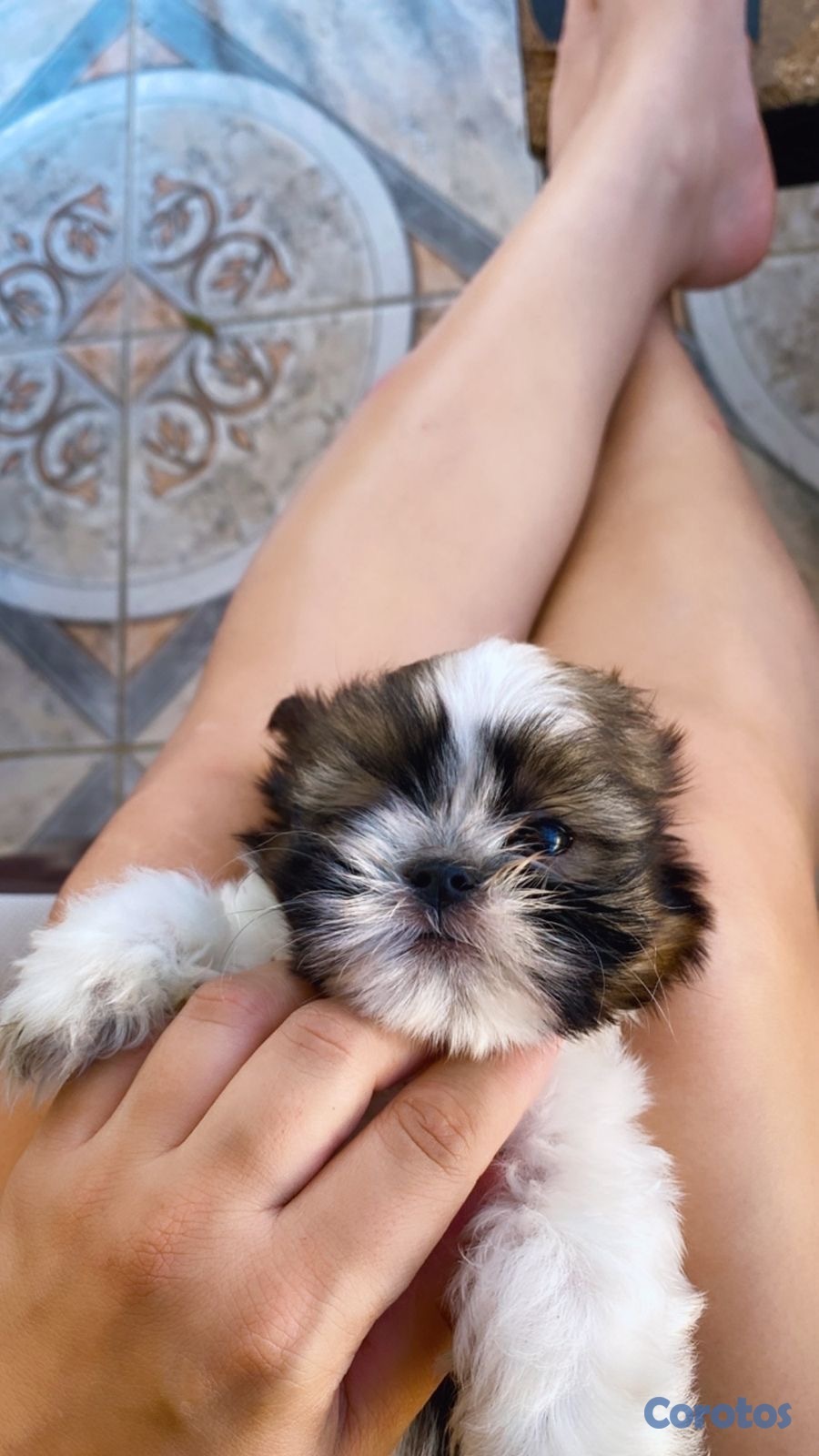 animales y mascotas - Cachorro Shih Tzu mini macho 3