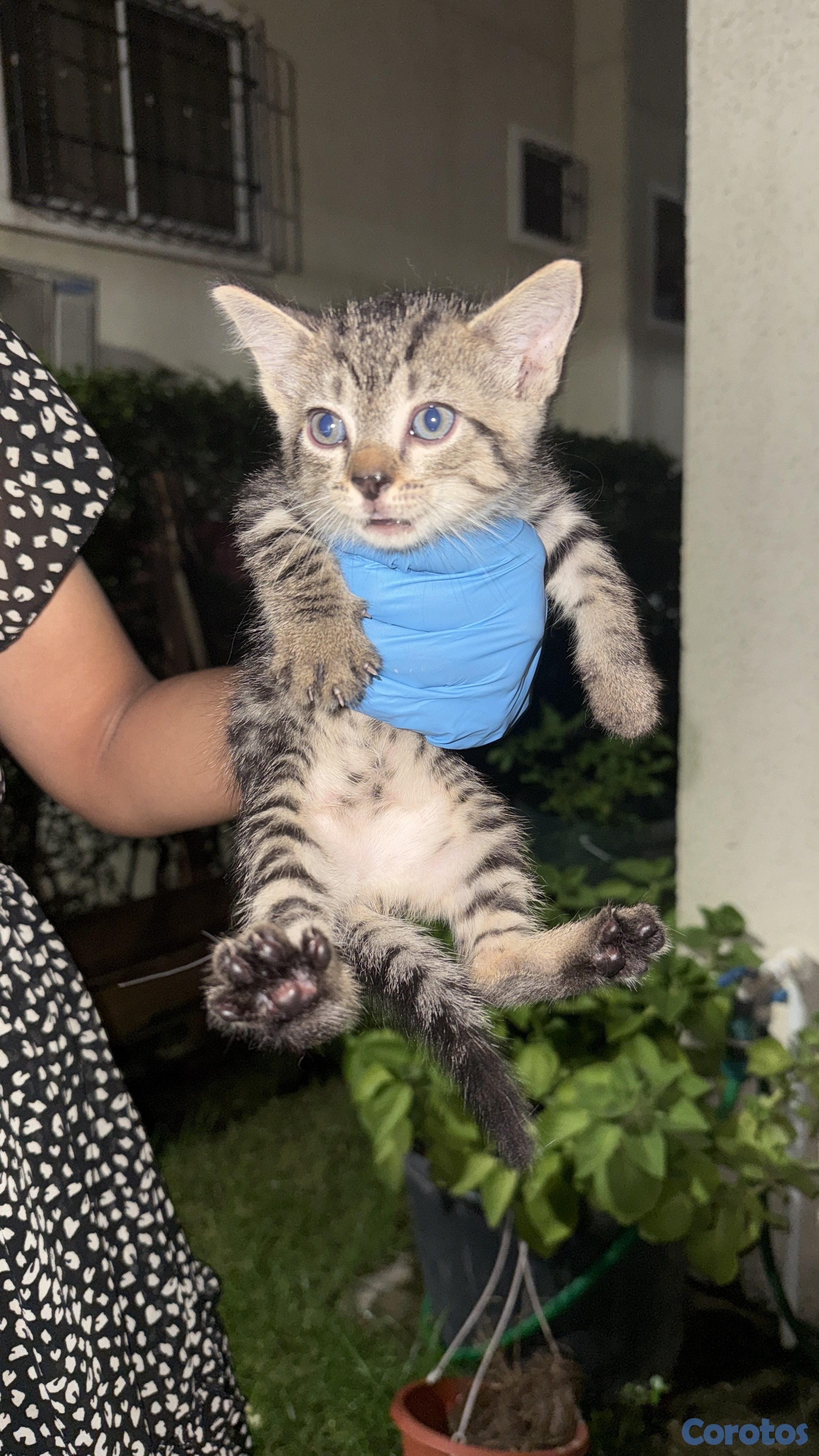 animales y mascotas - Gaticos gratis  4