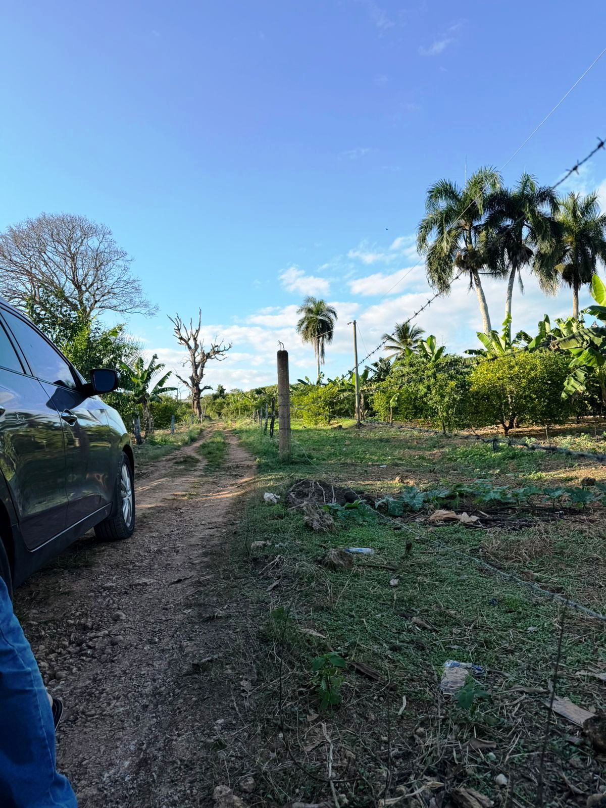 solares y terrenos - Vendo finca en Bayaguana, con título y sembrada 3