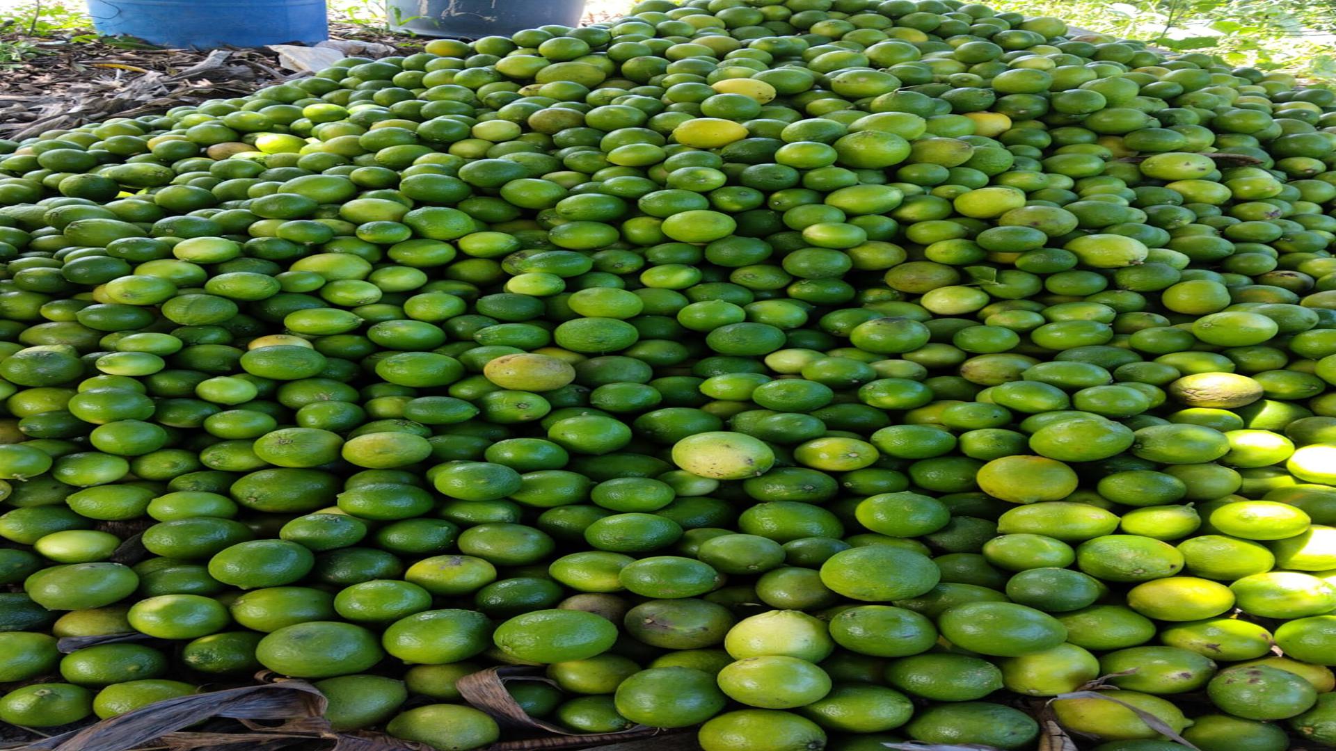 solares y terrenos - Finca Agroforestal y ganadera en Loma de Cabrera, Dajabón 0