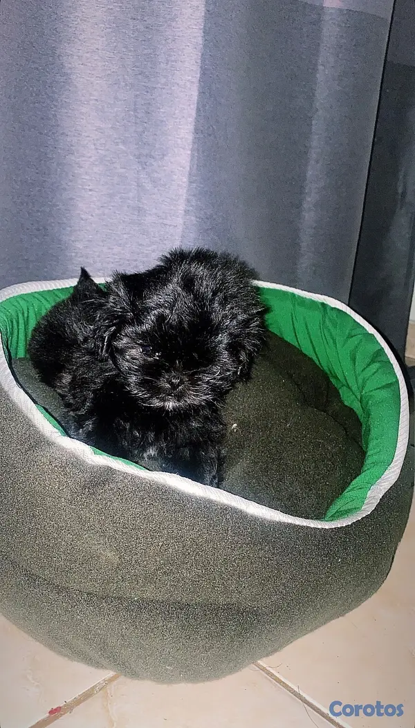 animales y mascotas - Cachorro Shih Tzu mini hembra , padres presentes  8