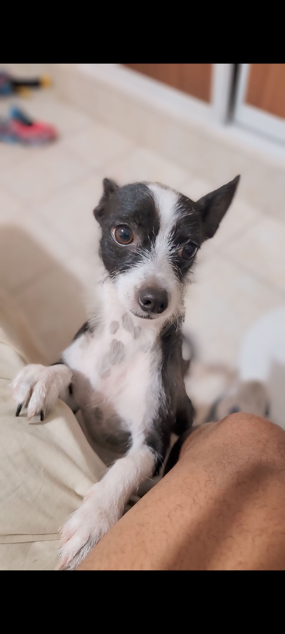 animales y mascotas - Perro en Adopción 