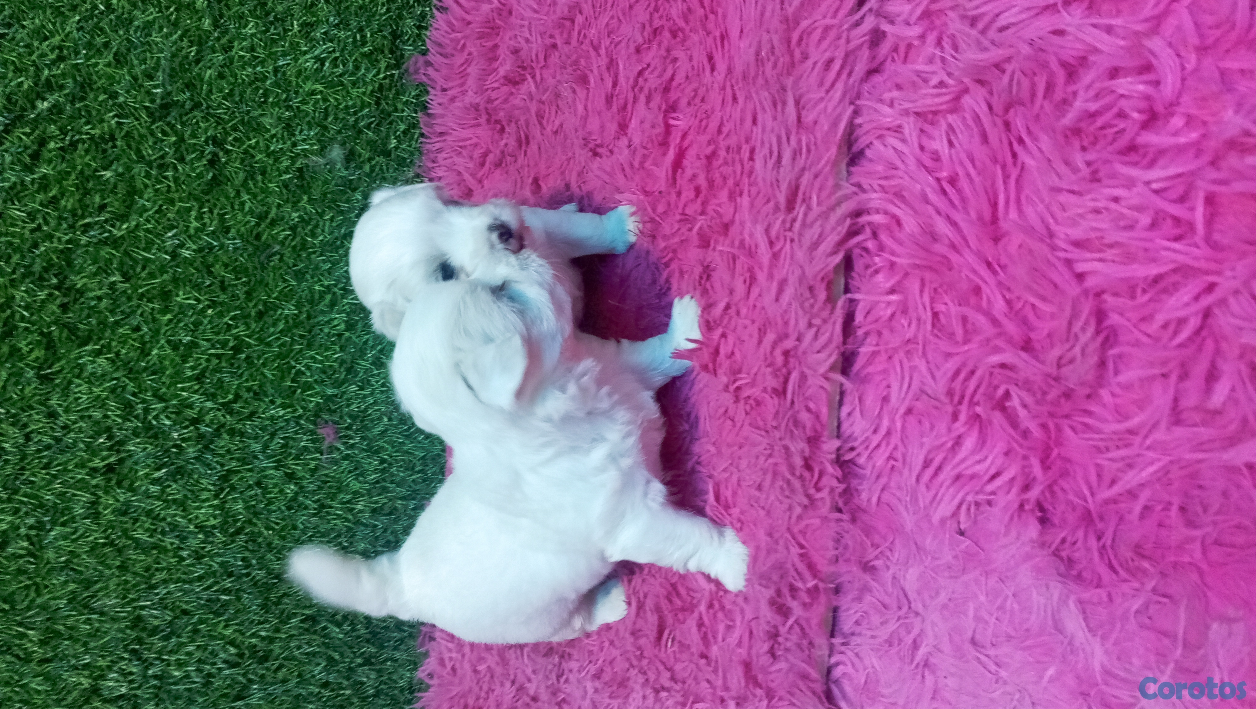 animales y mascotas - cachorros maltés para aparatar 1