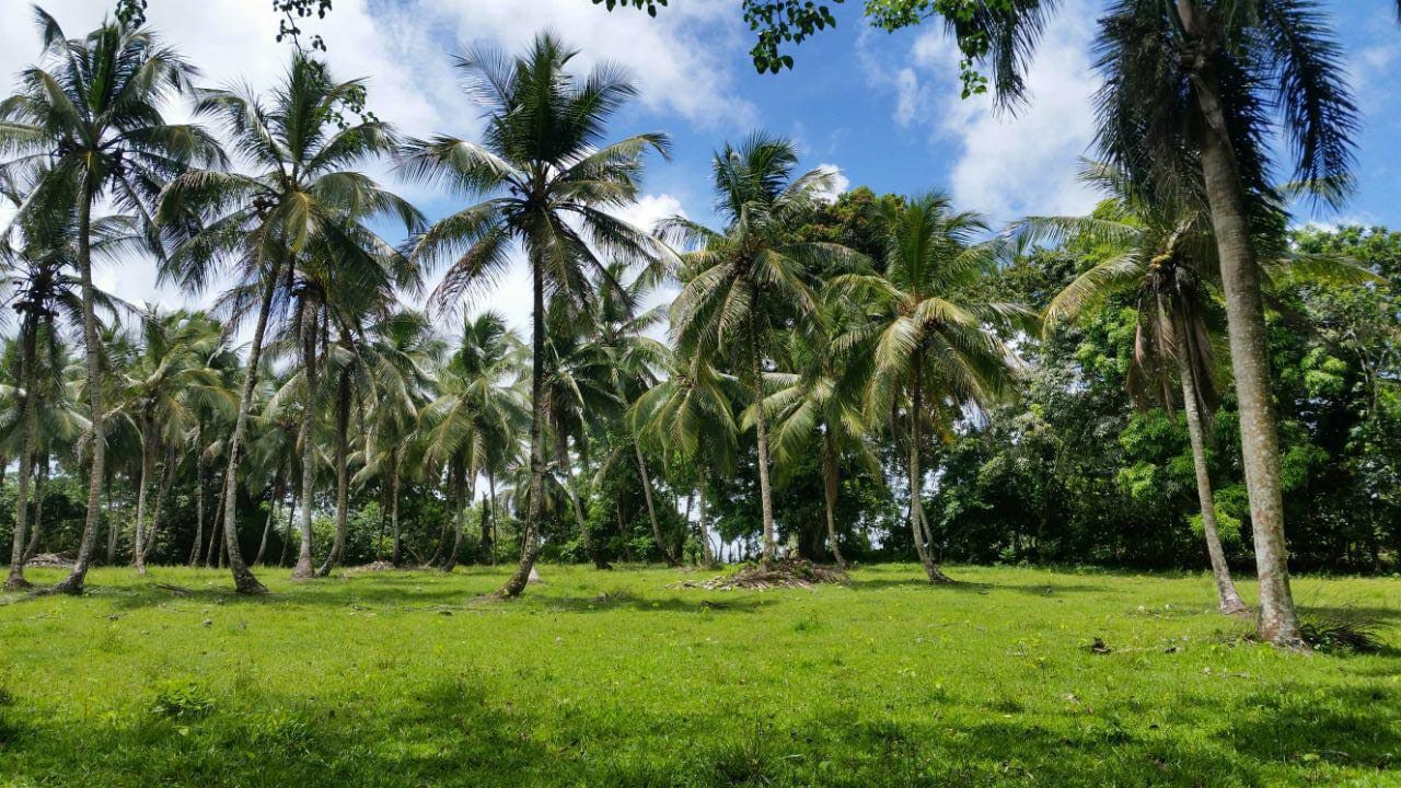 solares y terrenos -  finca excelente para ganado, cacao y coco