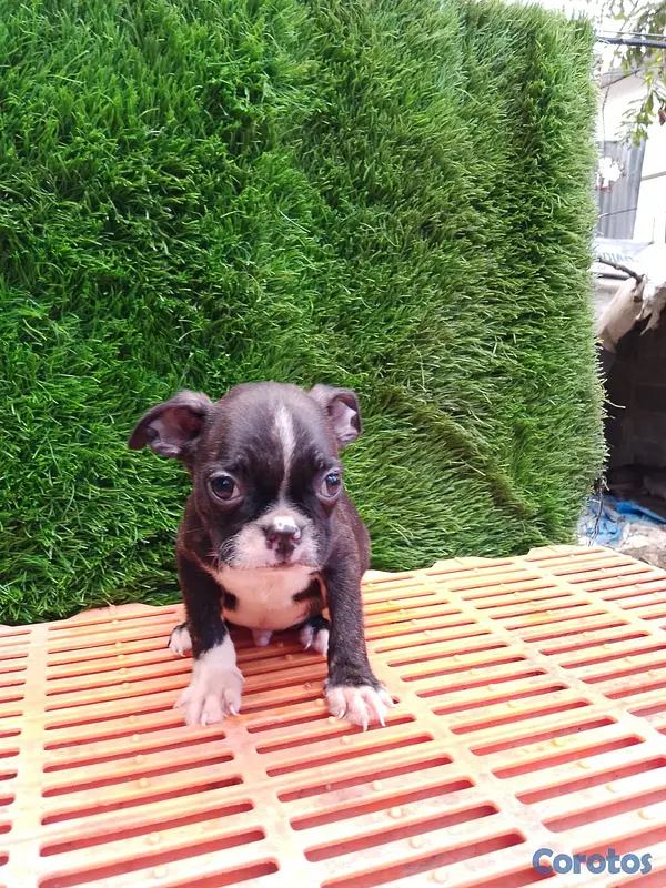 animales y mascotas - Boston terrier oferta única  3