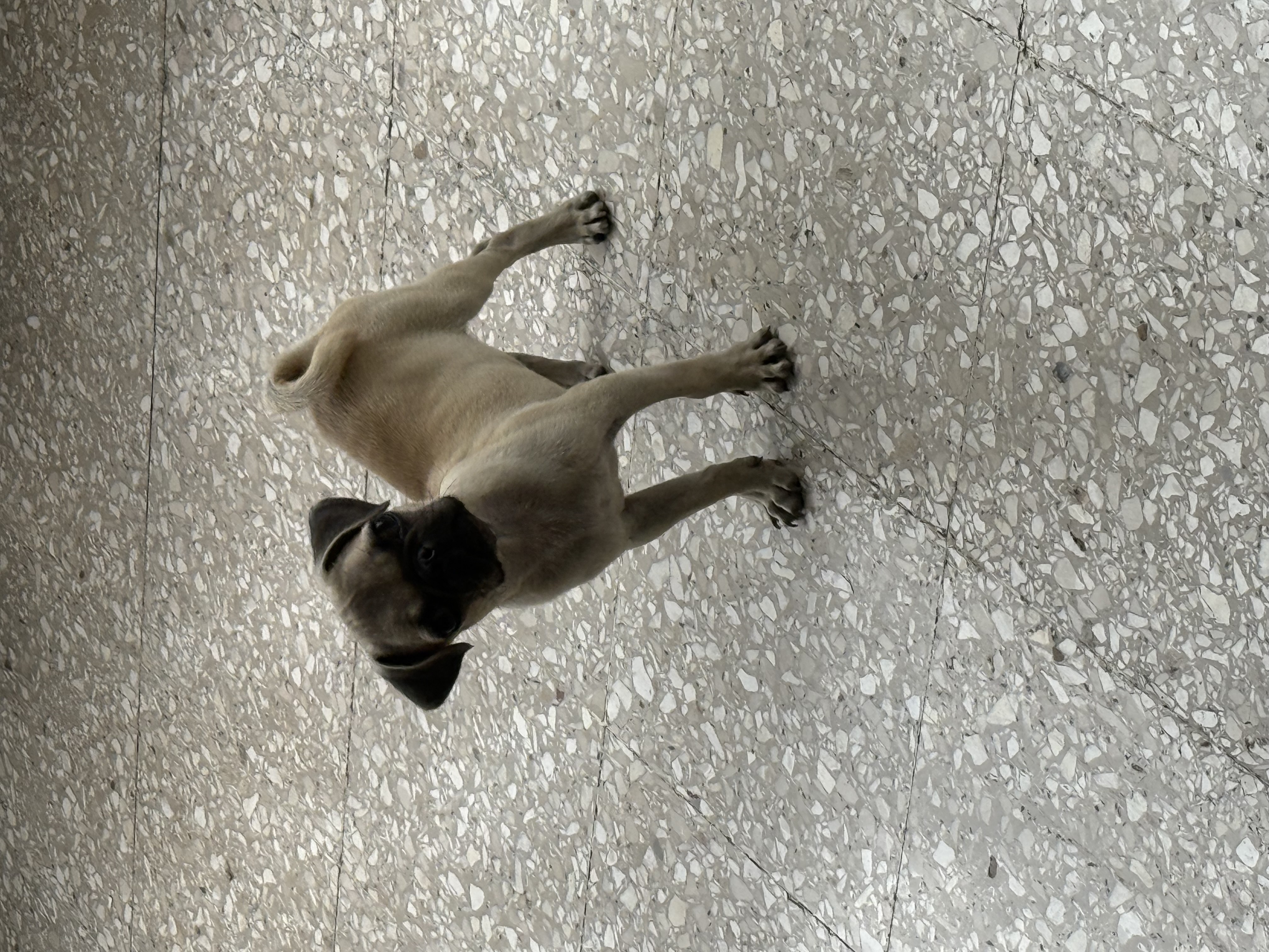 animales y mascotas - perro pug macho 
