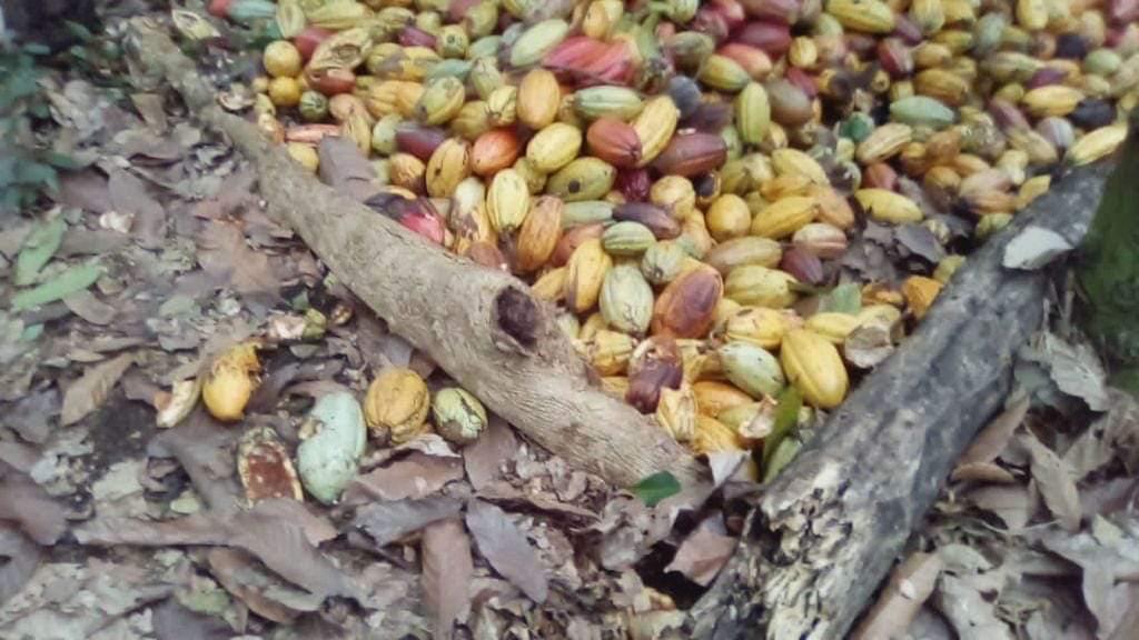solares y terrenos - Finca de 4075 tareas en Cibao de Cacao  2