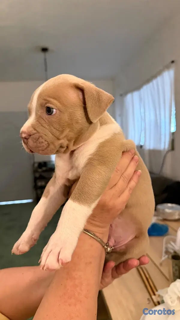 animales y mascotas - BULLY XL 1,5 meces  2